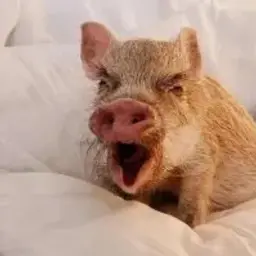 StopSkam_inactive4363189