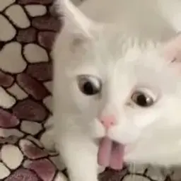 Servelat_inactive4463066