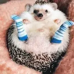 ezhik_inactive4530321