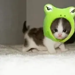 kiti_inactive4776514