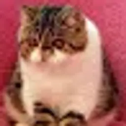 Mrcat