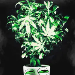 Фикус_inactive901392