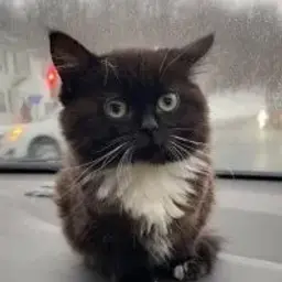 Nikitosss_inactive3055047