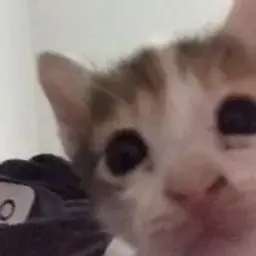 Пиздец_inactive3912760