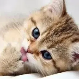 twisss_inactive4050698