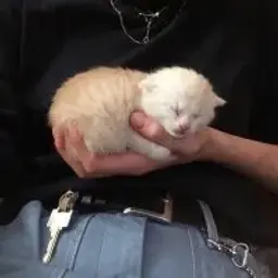 culture_inactive4067659