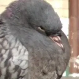 динозаврик2019