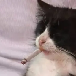 glxck_inactive2240382