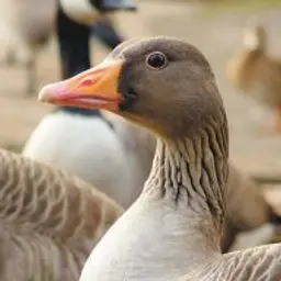 Гуусь_inactive2947950