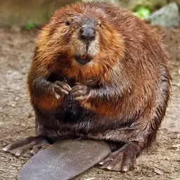 Beaver213