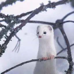 Сперматолог