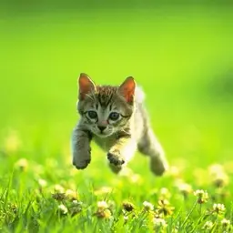 Exyzer_inactive4059265