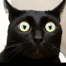 КотикЧерный