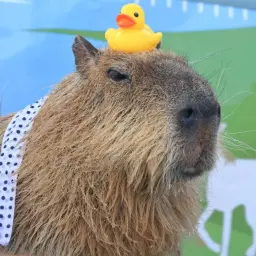 капибара22
