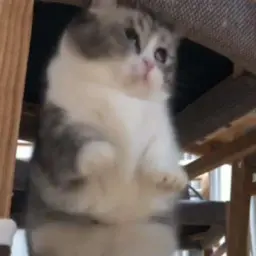 Almazik_inactive3206904