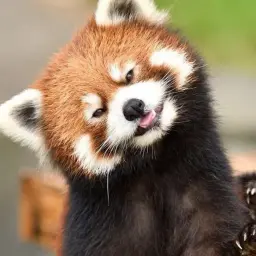 РыжаяПанда