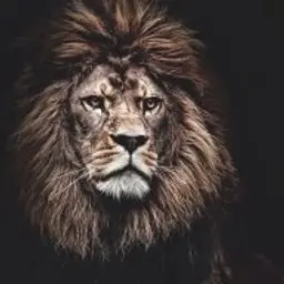 Лис_inactive50704