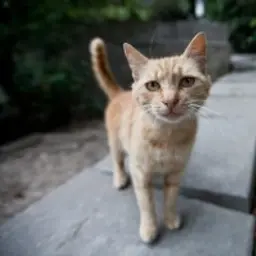 Gilman_inactive85897