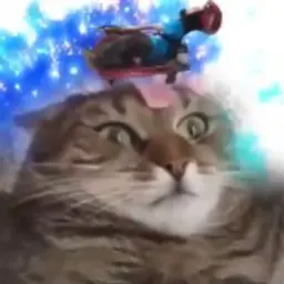 chellik_inactive196678