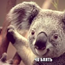 Dominator_inactive217305