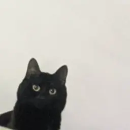 Default_inactive221395