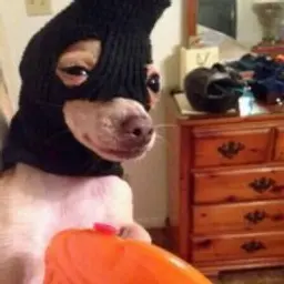 mouse1_inactive330783