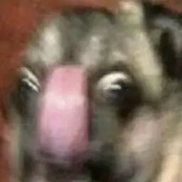 gomosapiens_inactive554297