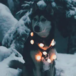 Kenin_inactive622495