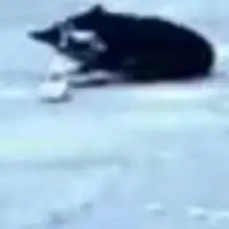 Kower_inactive641340