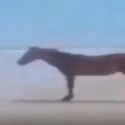 КонскаяВиагра