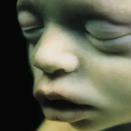 ГрибГрибочек