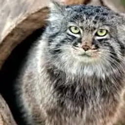 Манул_inactive3169432