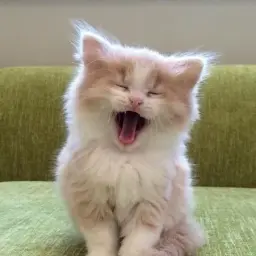 azatwo_inactive4333138