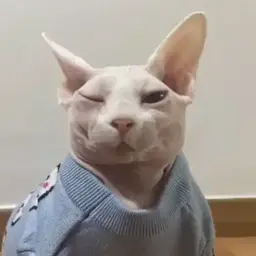 ЛысыйКотейка