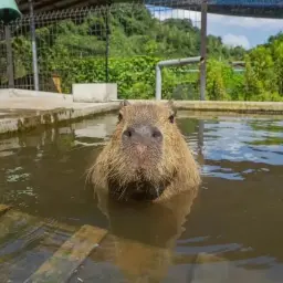 люблюмефедрон