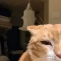 обычныймембер