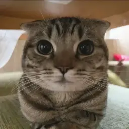 шадоумодик