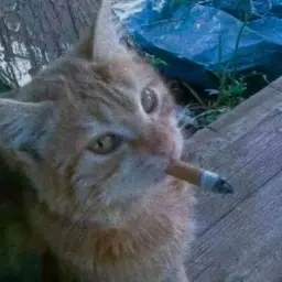 конвульсии