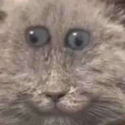 зомби_енотик