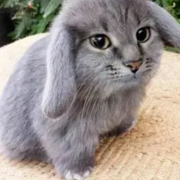 фенибрудова