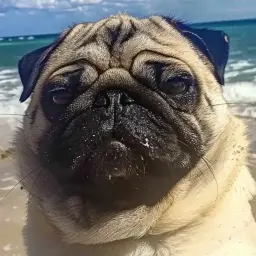 ОпытныйПетросян