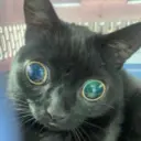 Dimon_inactive3026854