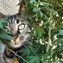 Haramune_inactive3618995