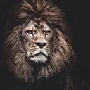 Лис_inactive50704