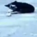 Kower_inactive641340