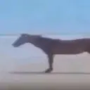 КонскаяВиагра