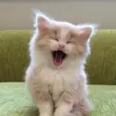 azatwo_inactive4333138