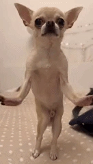 :dog_dance: