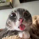 :cat_tongue: