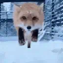 :fox_jump: